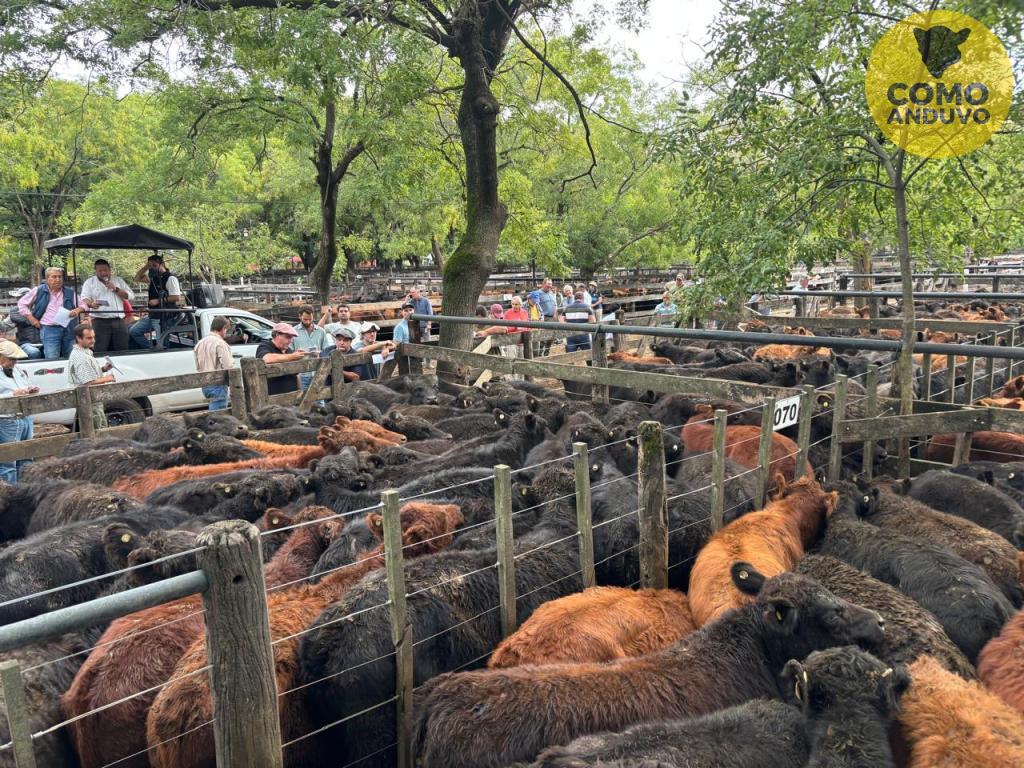 Néstor I. Goenaga y Cía 